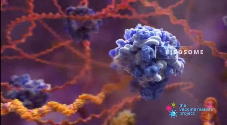 Εμβόλιο mRNA: Πως σκοτώνει τον κορωνοϊό